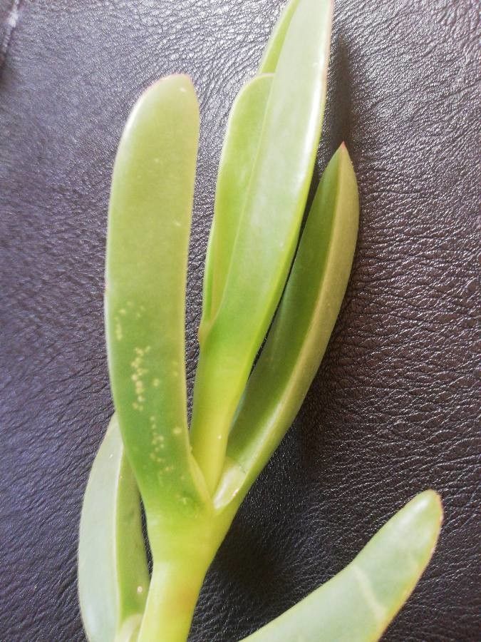 Carpobrotus acinaciformis x Carpobrotus edulis leaf