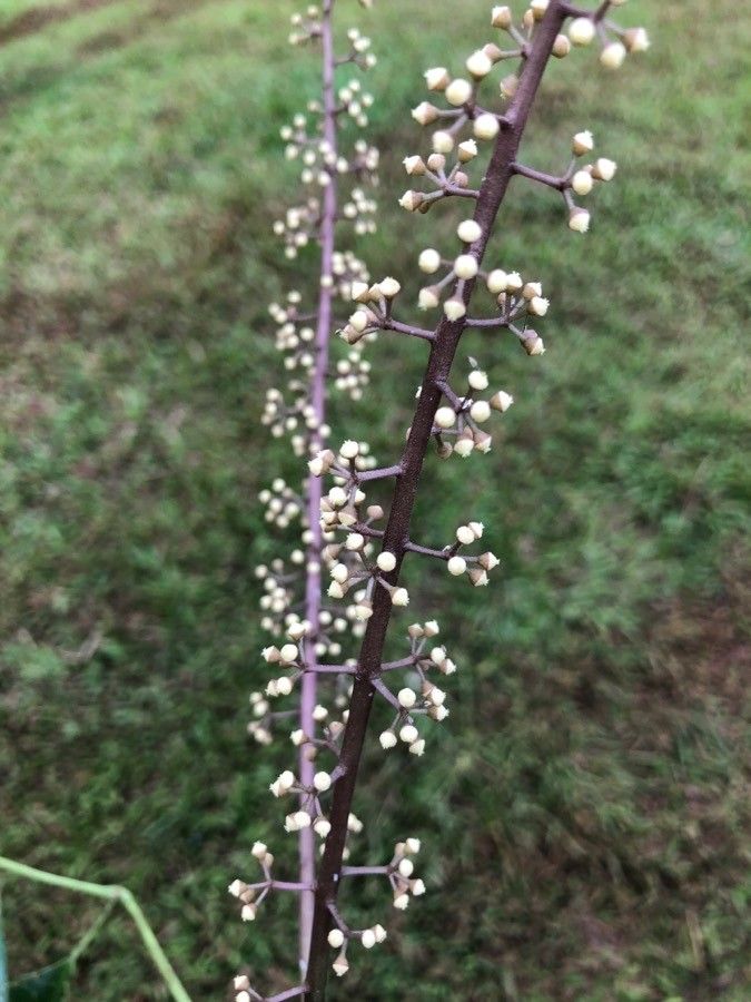 Schefflera brenesii fruit