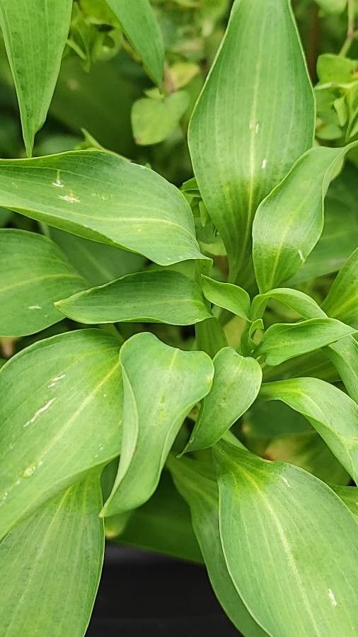 Alstroemeria brasiliensis — related species from the same genus