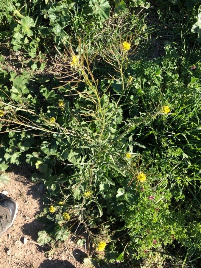 Sisymbrium irio — search result for 'Eruca'