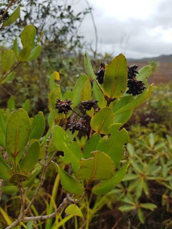 Pancheria billardierei — related species from the same genus