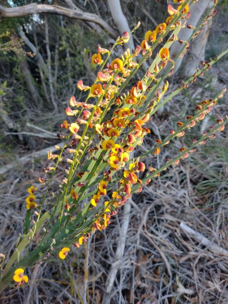 Bossiaea scolopendria habit