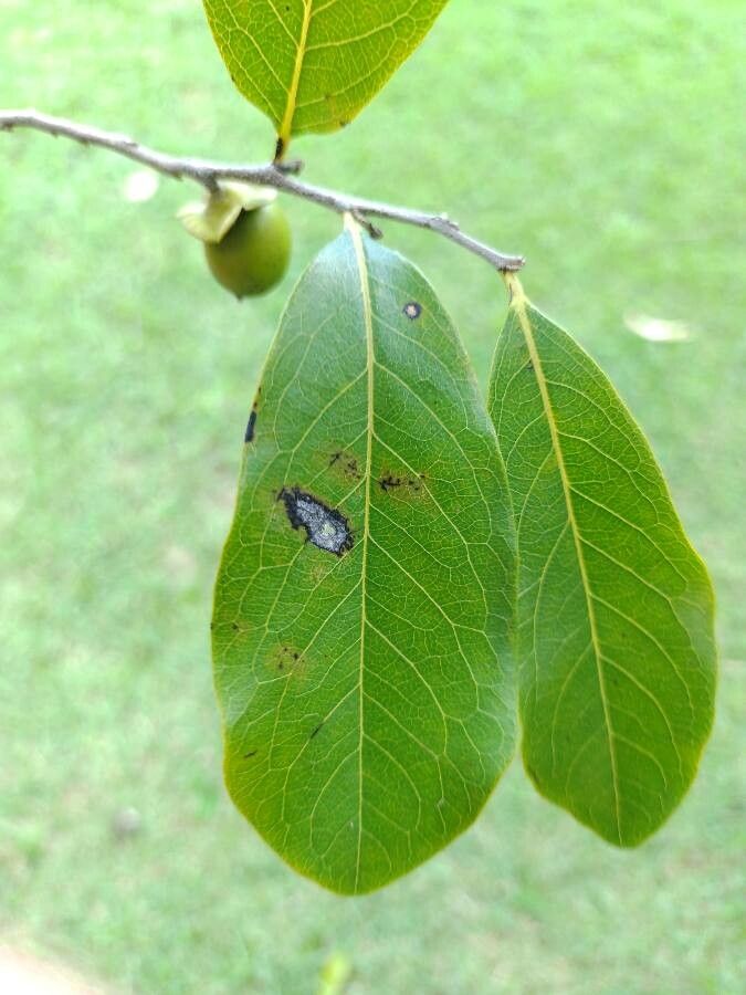 Diospyros inconstans — search result for 'Ebenaceae'