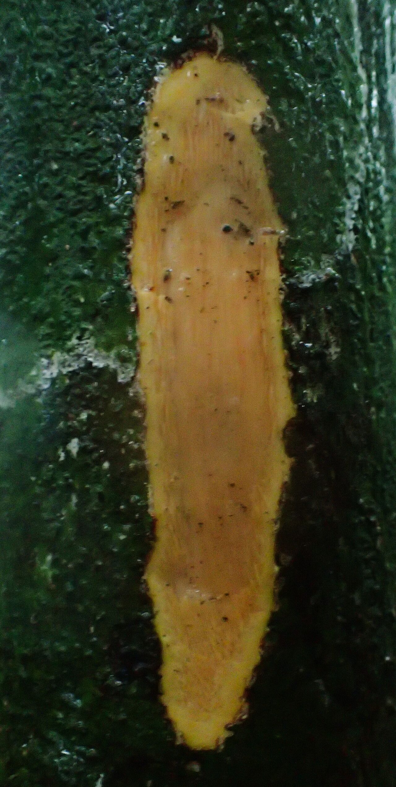 Rinorea chevalieri bark