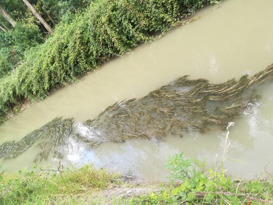 Myriophyllum verticillatum leaf