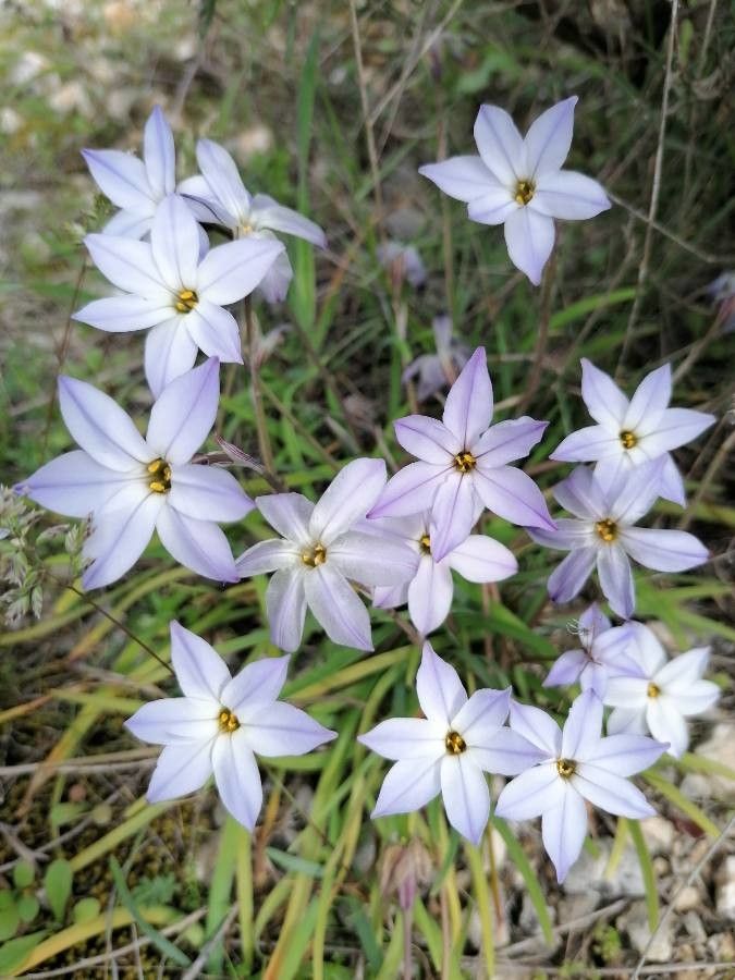 Tristagma uniflorum flower
