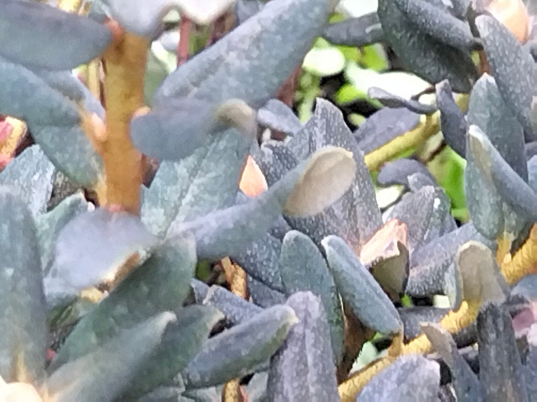 Rhododendron tapetiforme — houseplant care guide