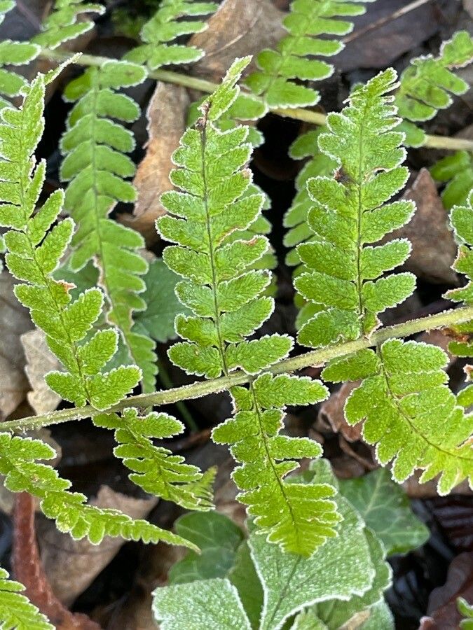 Gymnocarpium robertianum — related species from the same genus