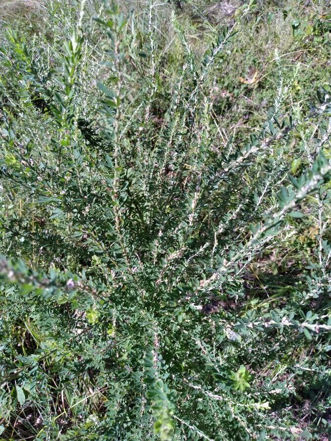Lespedeza virginica leaf