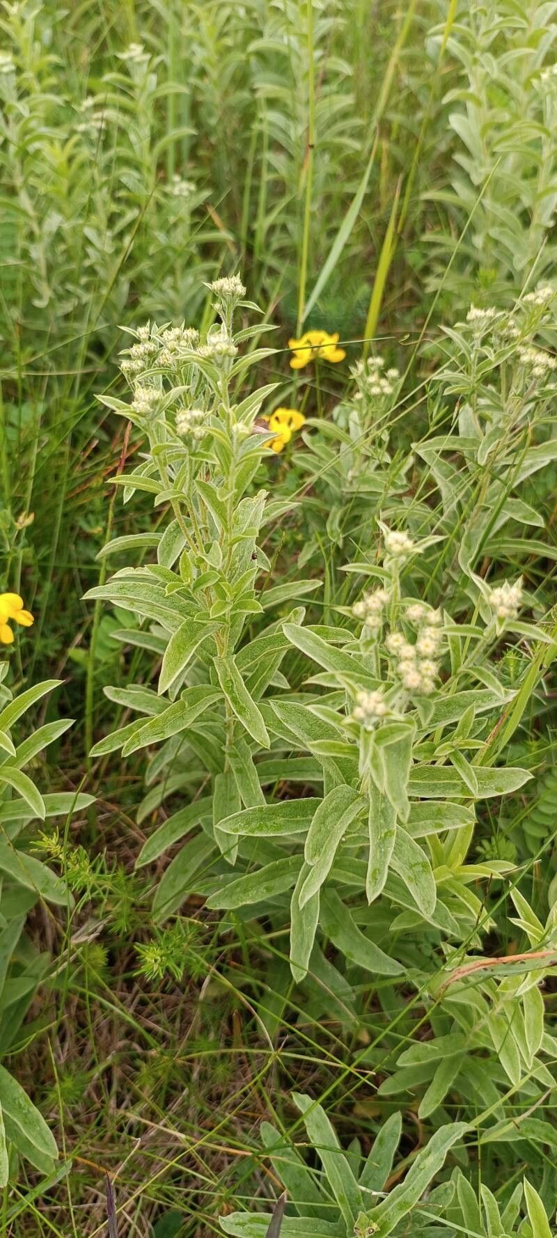 Pentanema germanicum leaf