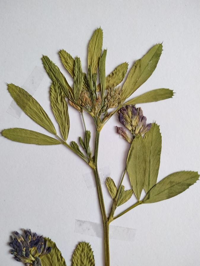 Trigonella caerulea leaf