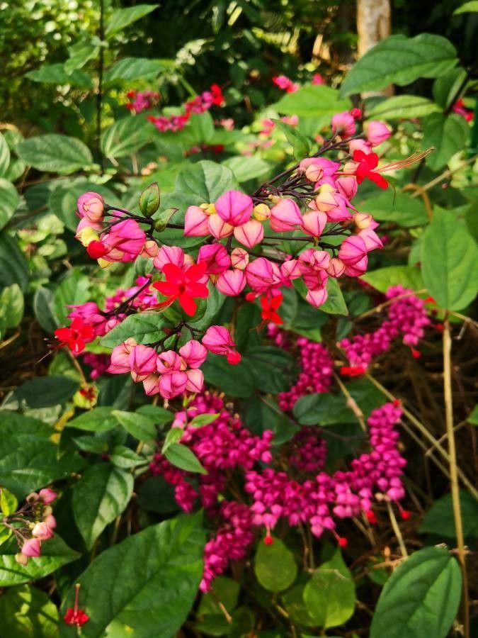 Clerodendrum × speciosum flower
