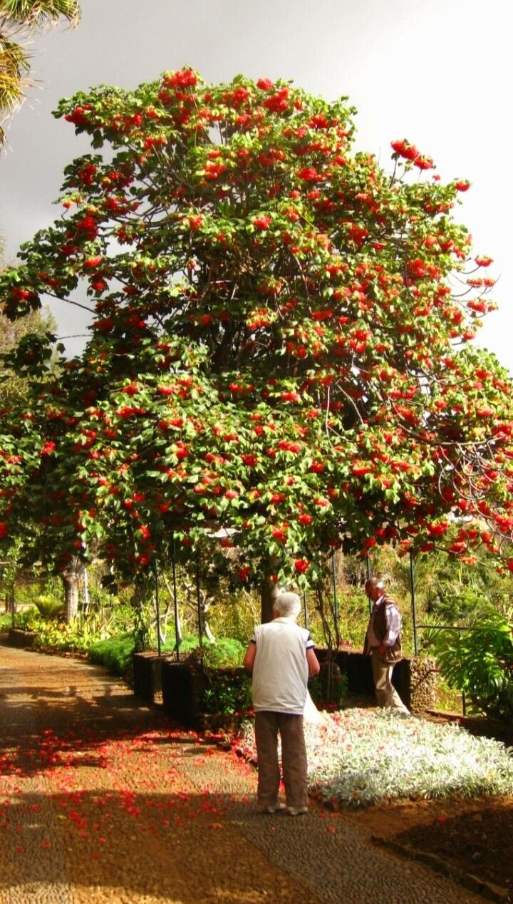 Dombeya cacuminum habit