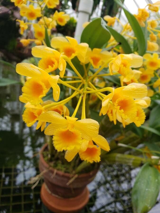 Dendrobium bracteosum flower