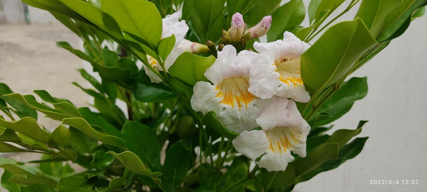 Radermachera yunnanensis flower