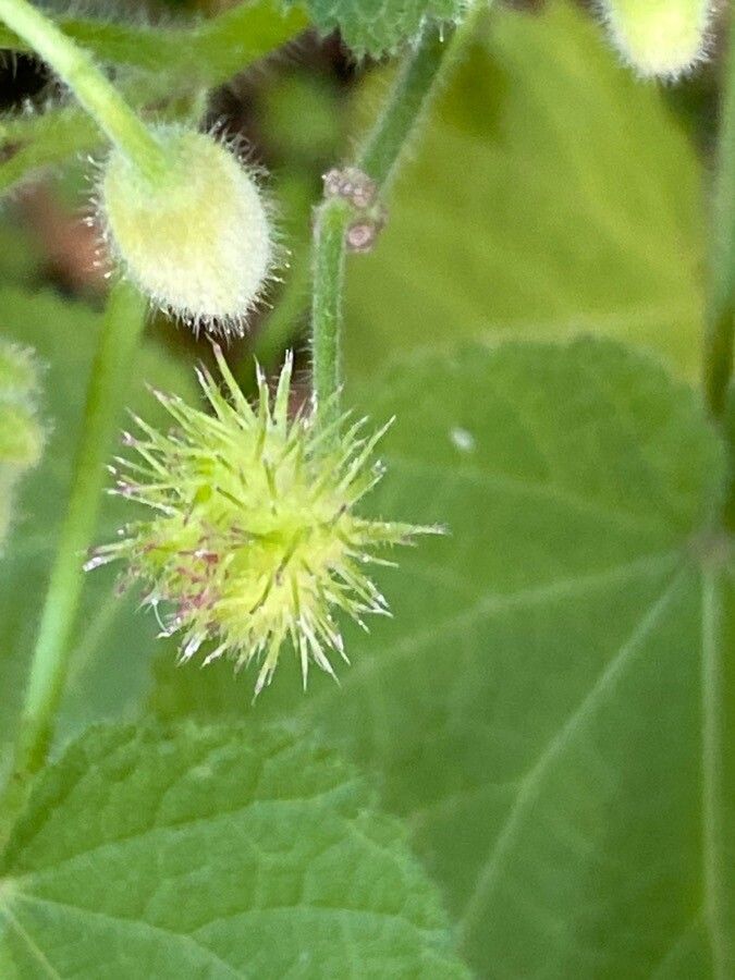 Sparrmannia africana fruit