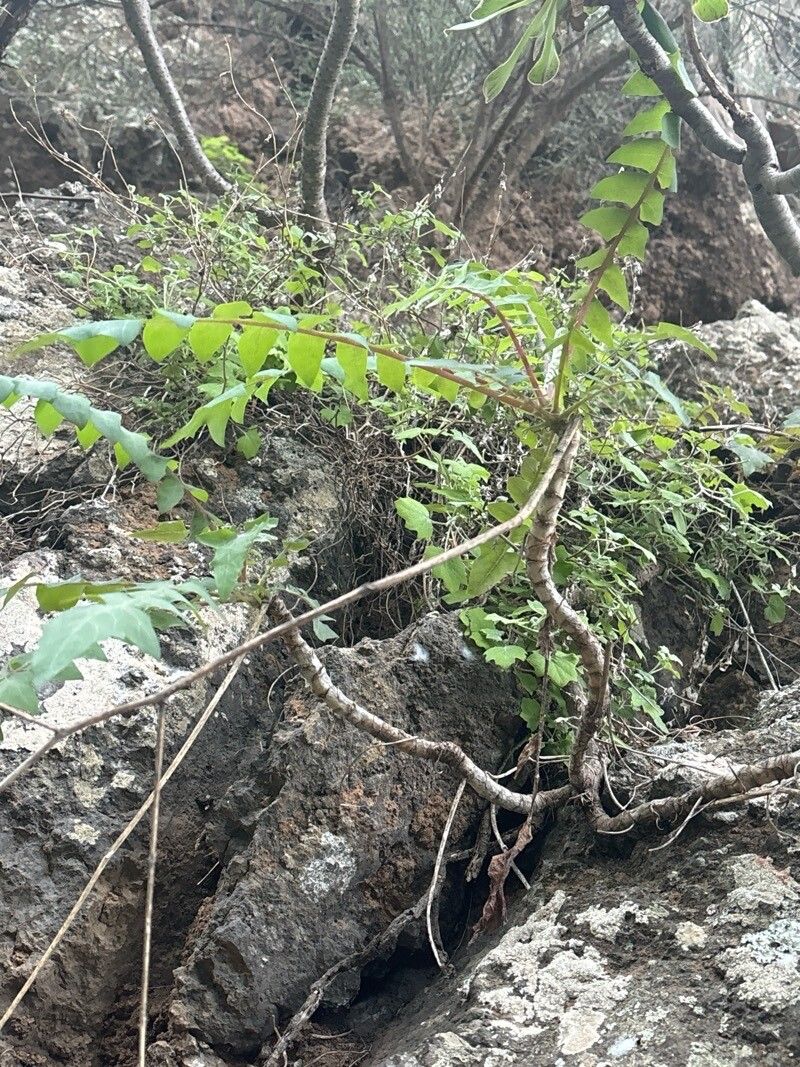 Sonchus gummifer habit