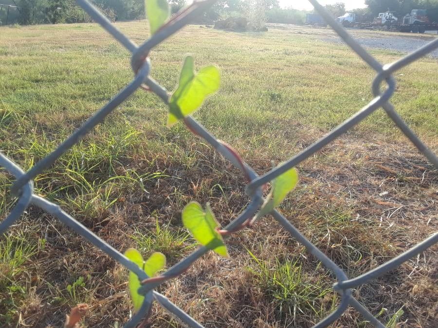 Ipomoea cordatotriloba