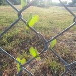 Ipomoea cordatotriloba