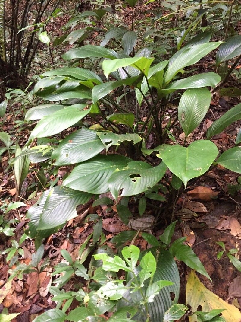 Dieffenbachia humilis — houseplant care guide