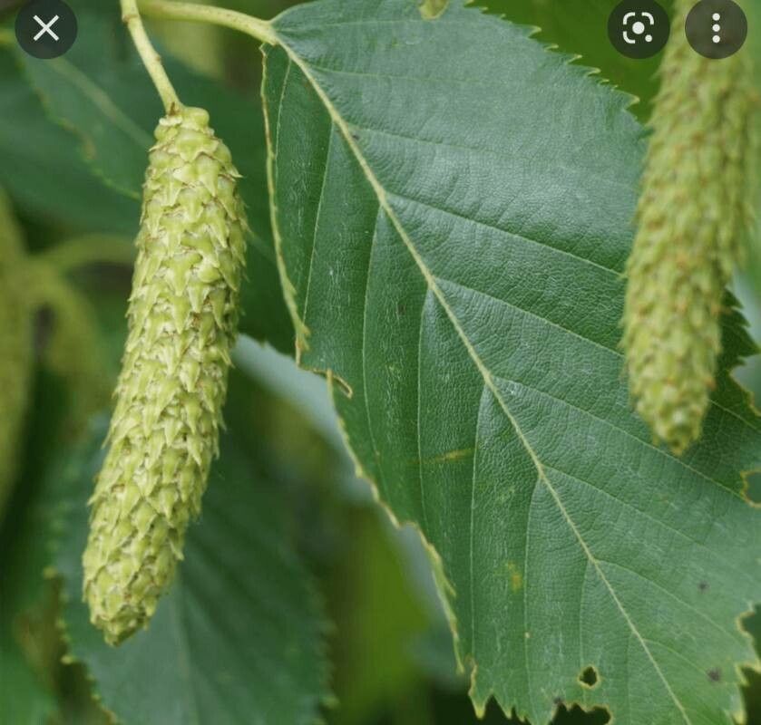 Betula albosinensis fruit