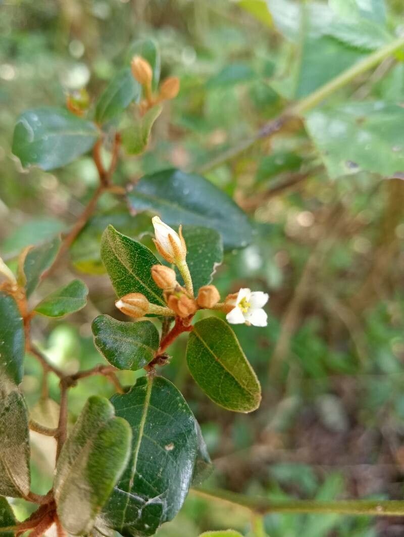 Croton submetallicus flower