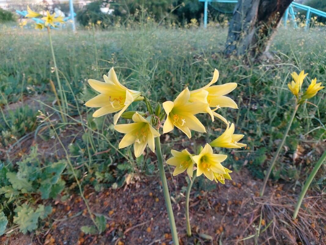 Rhodophiala ananuca flower