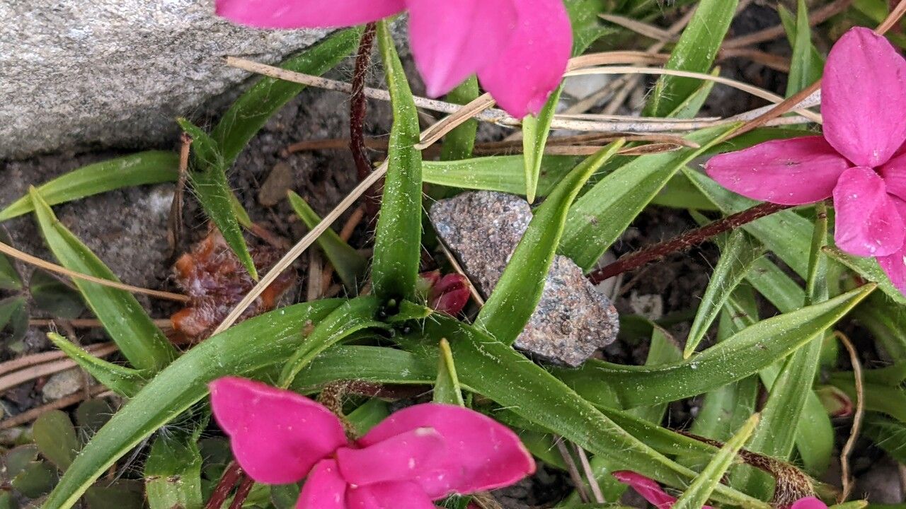 Rhodohypoxis baurii