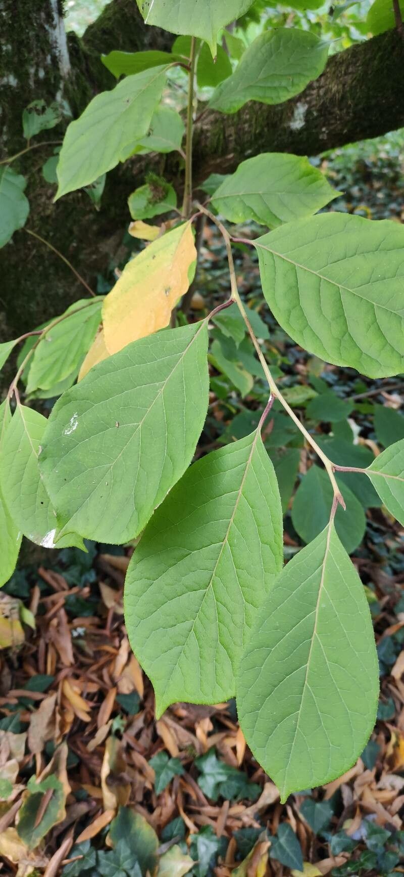 Pterostyrax corymbosus leaf