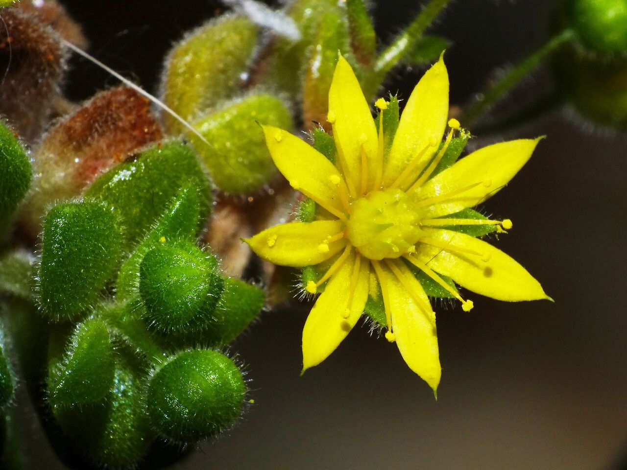 Aichryson laxum flower