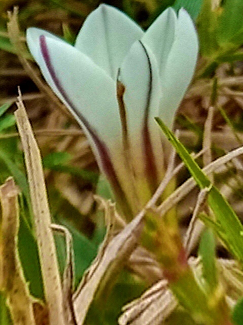 Ipheion recurvifolium — related species from the same genus