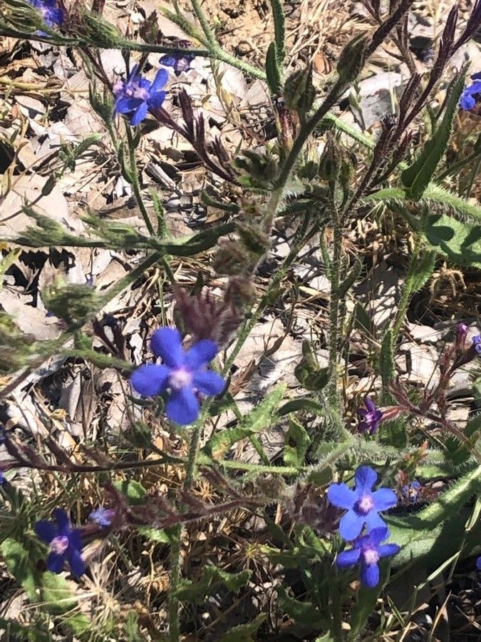 Anchusa azurea flower