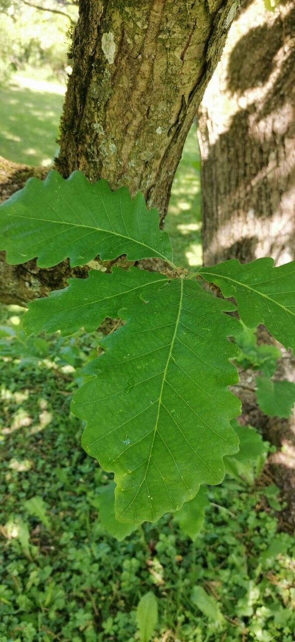 Quercus macranthera leaf