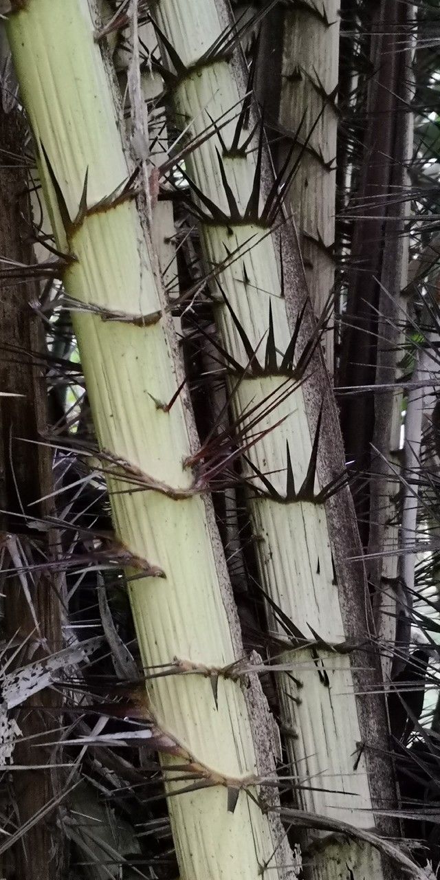 Salacca griffithii bark