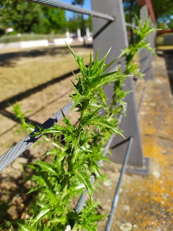 Cirsium mexicanum — search result for 'Cuba'