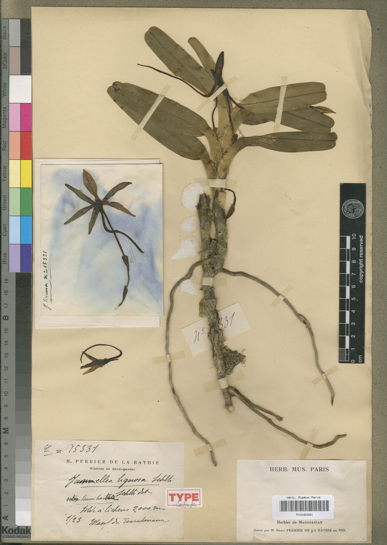 Jumellea tenuibracteata — houseplant care guide