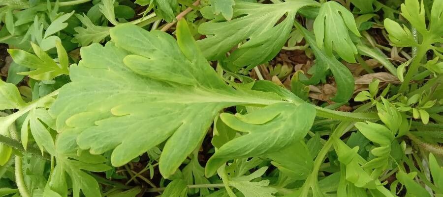 Papaver croceum leaf