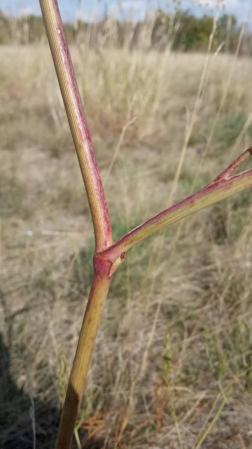 Seseli pallasii bark