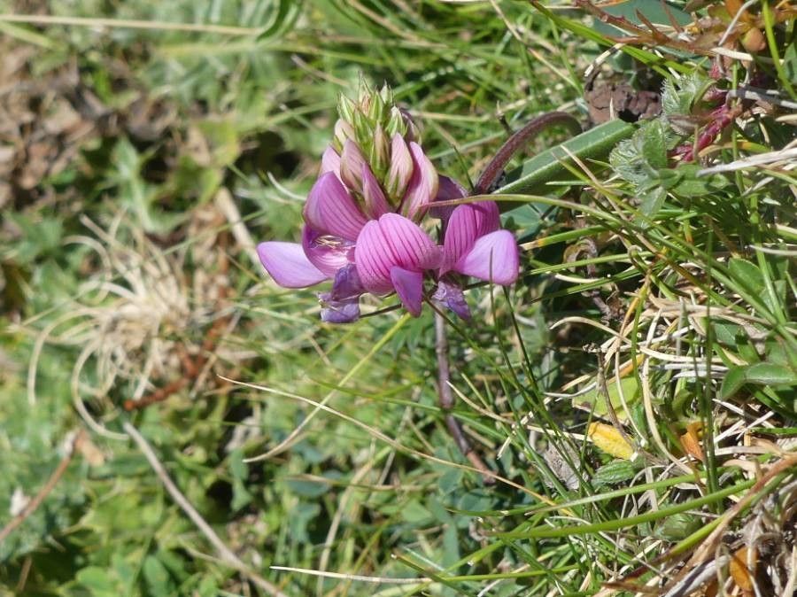 Onobrychis pyrenaica flower