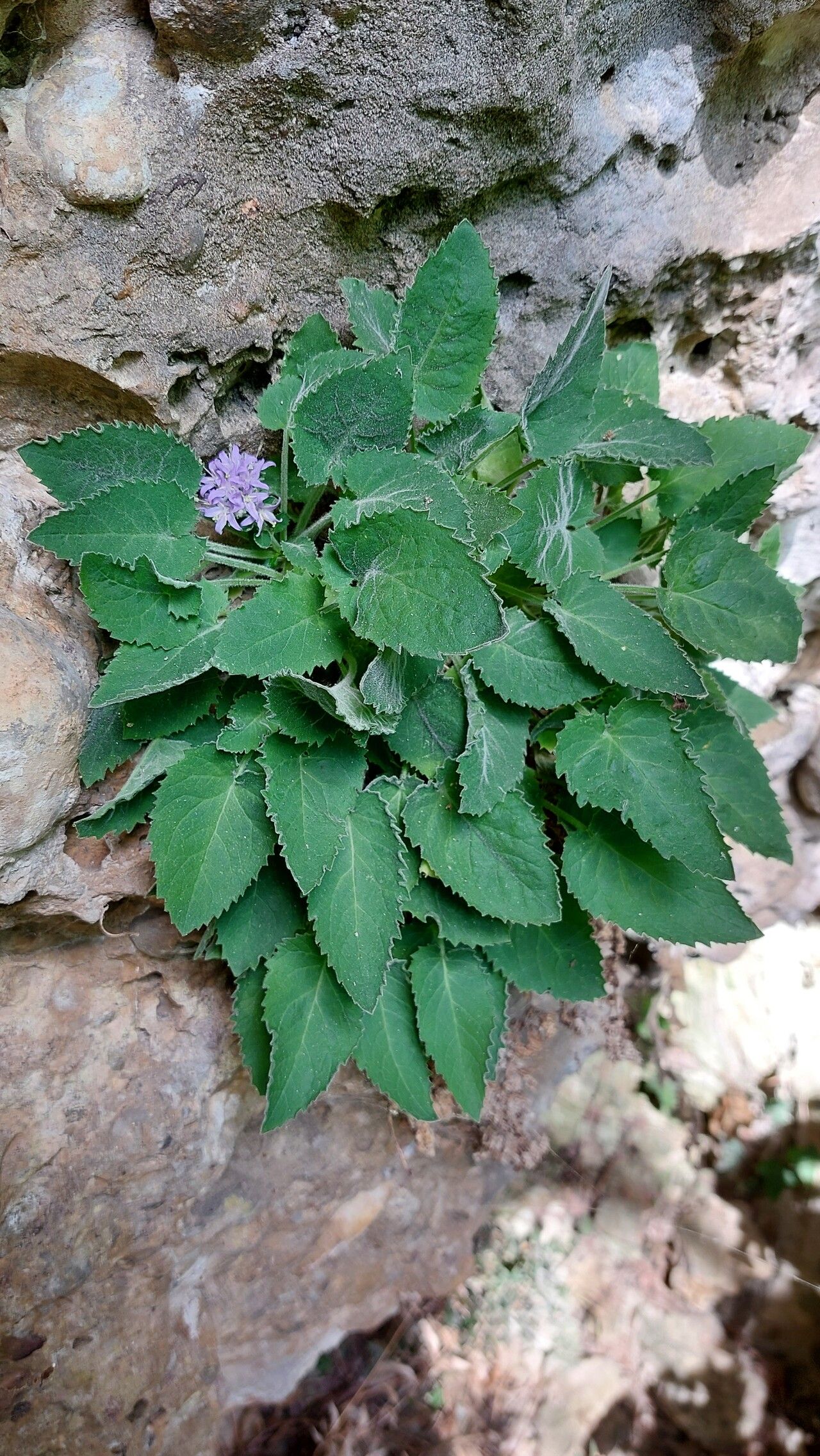 Campanula elatinoides — houseplant care guide