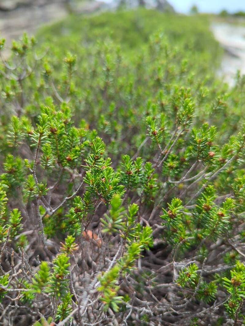 Corema conradii — related species from the same genus