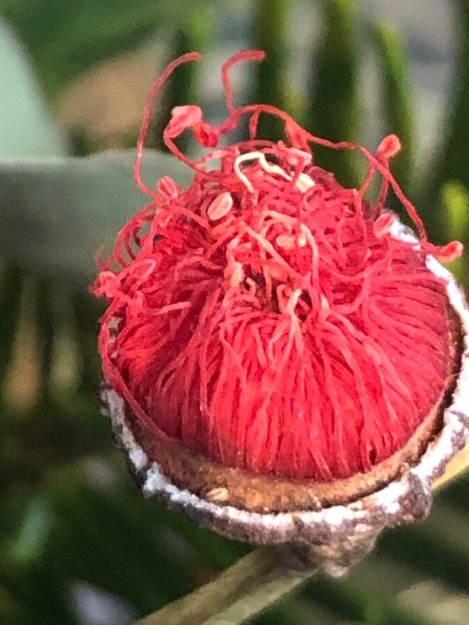 Eucalyptus leucoxylon flower