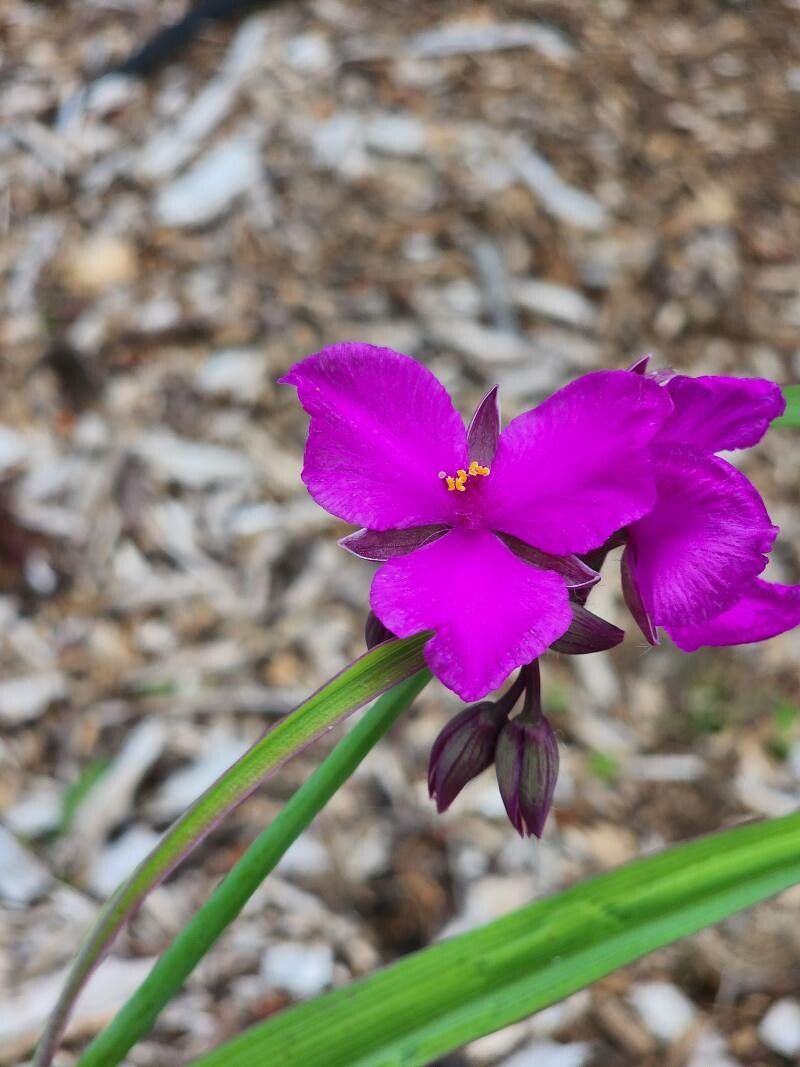 Tradescantia occidentalis flower