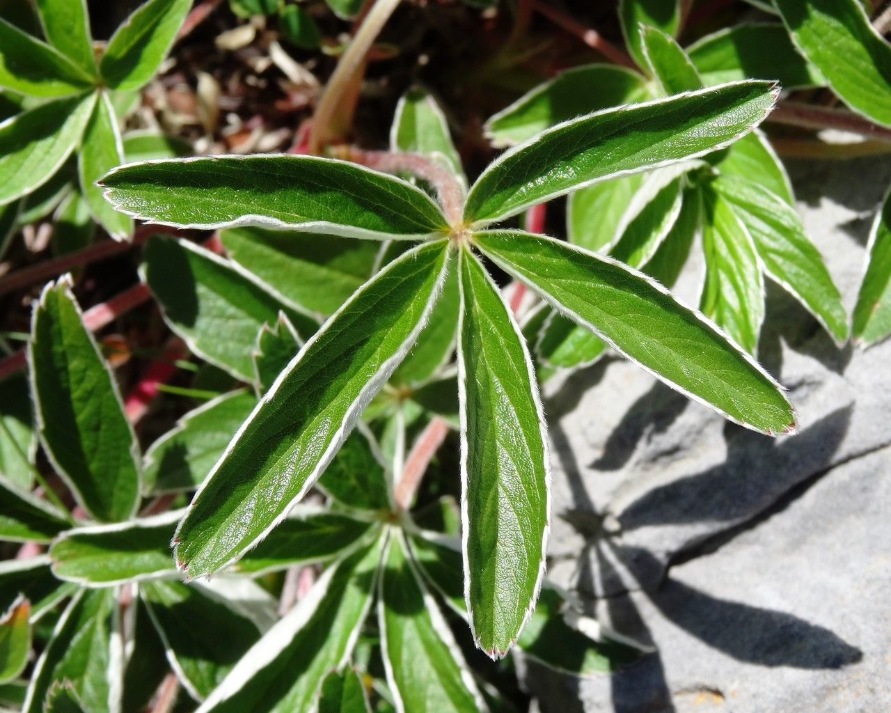 Potentilla alchemilloides leaf