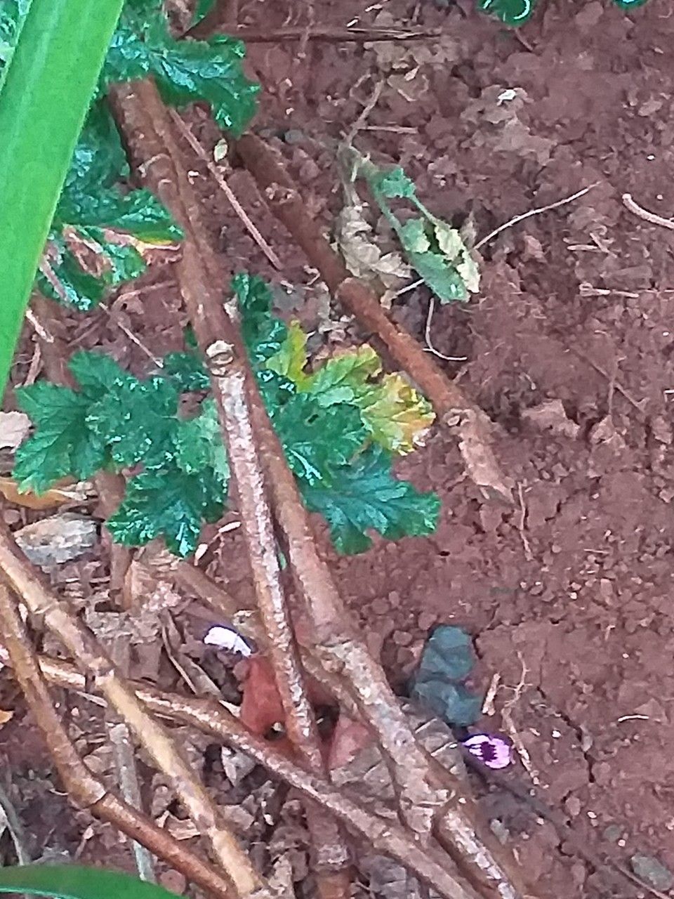 Pelargonium quercifolium bark