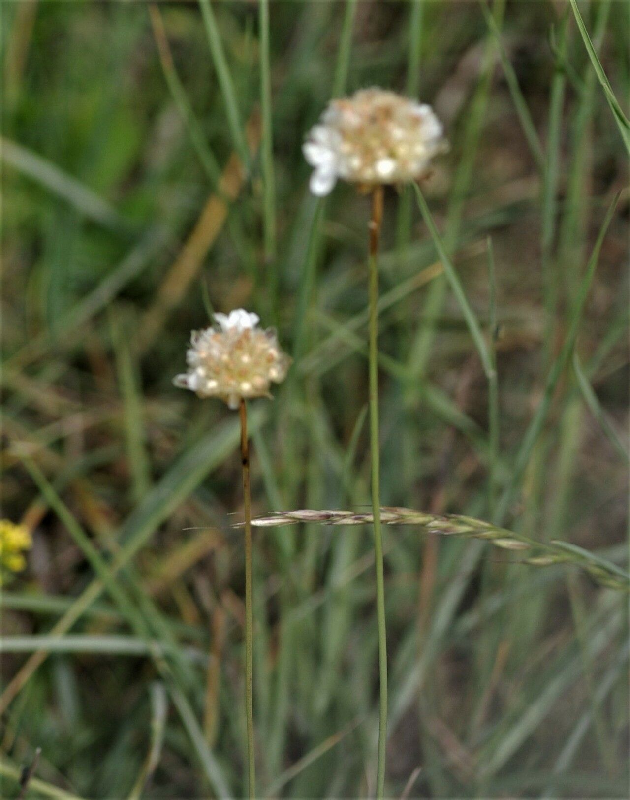 Armeria alliacea flower