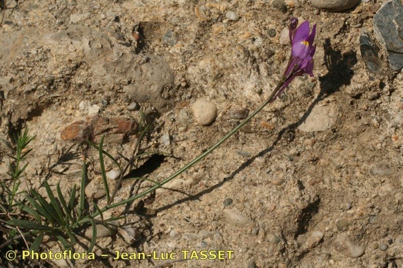 Linaria becerrae habit