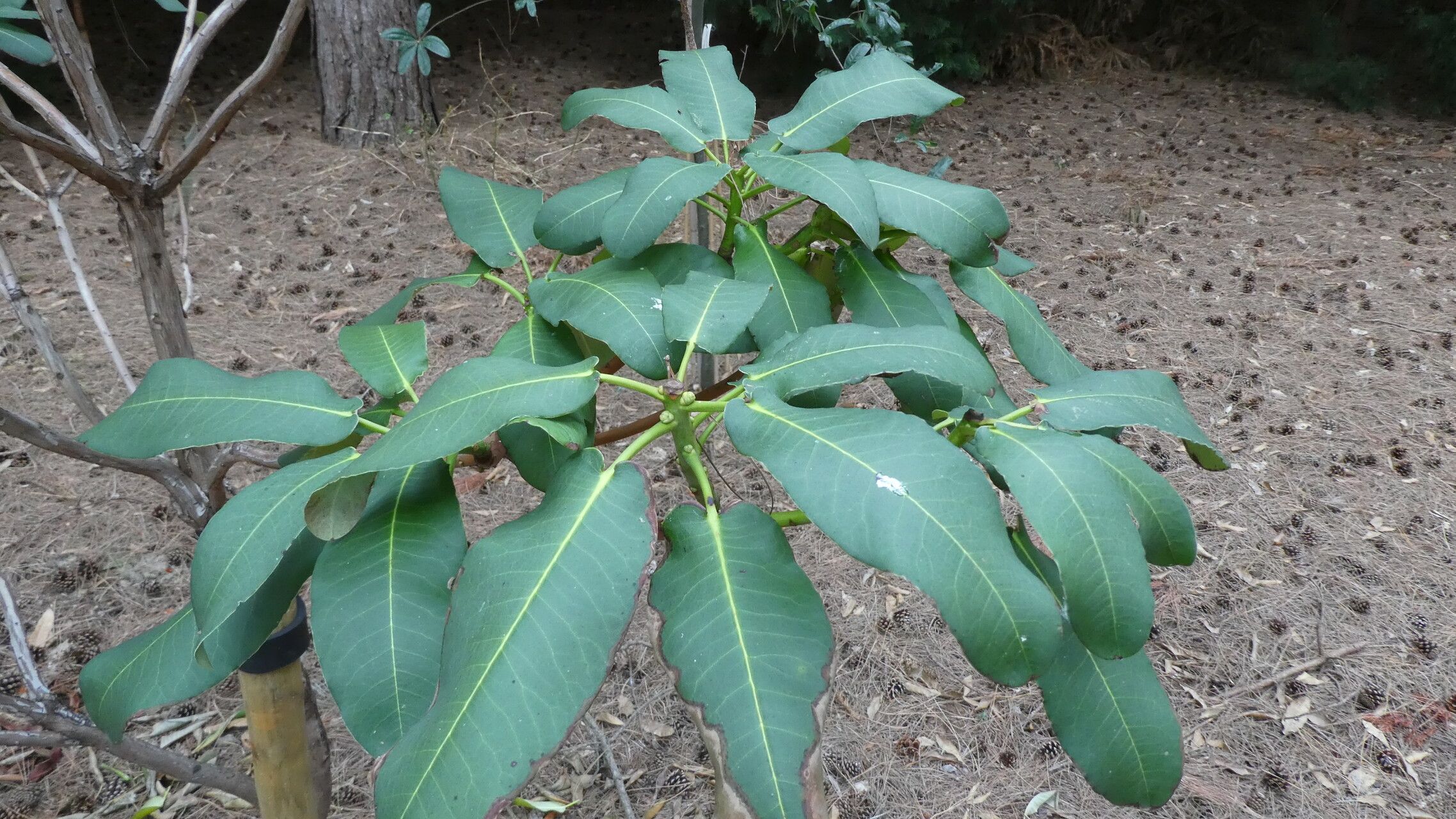 Rhododendron serotinum — houseplant care guide