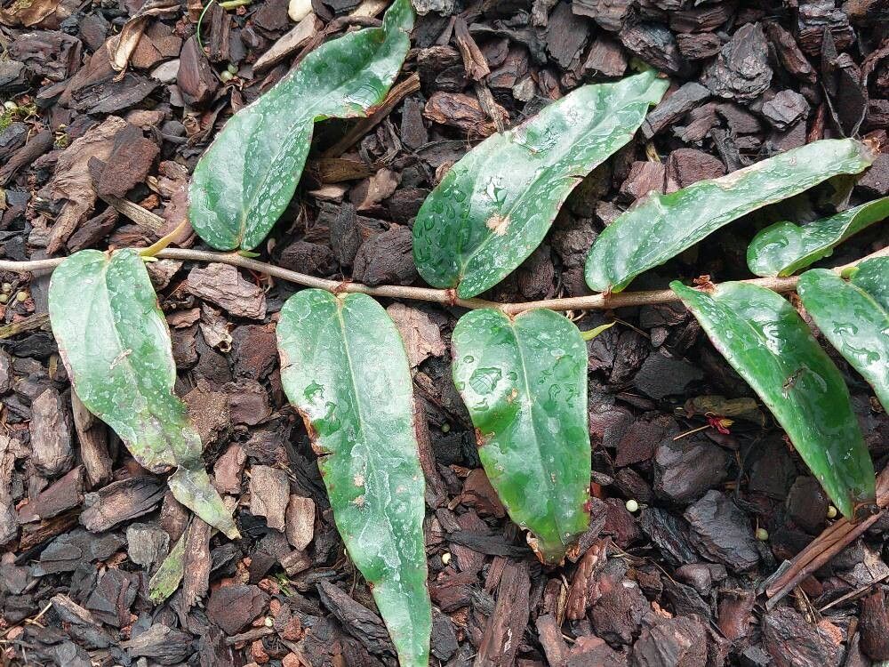 Begonia komoensis — houseplant care guide