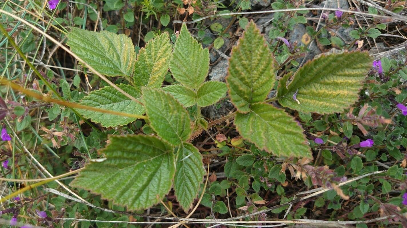 Rubus ferocior — search result for 'Rubus'
